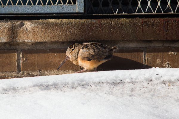 Birdwatching in the City: A Case for Multispecies Tourism - Metropolitics